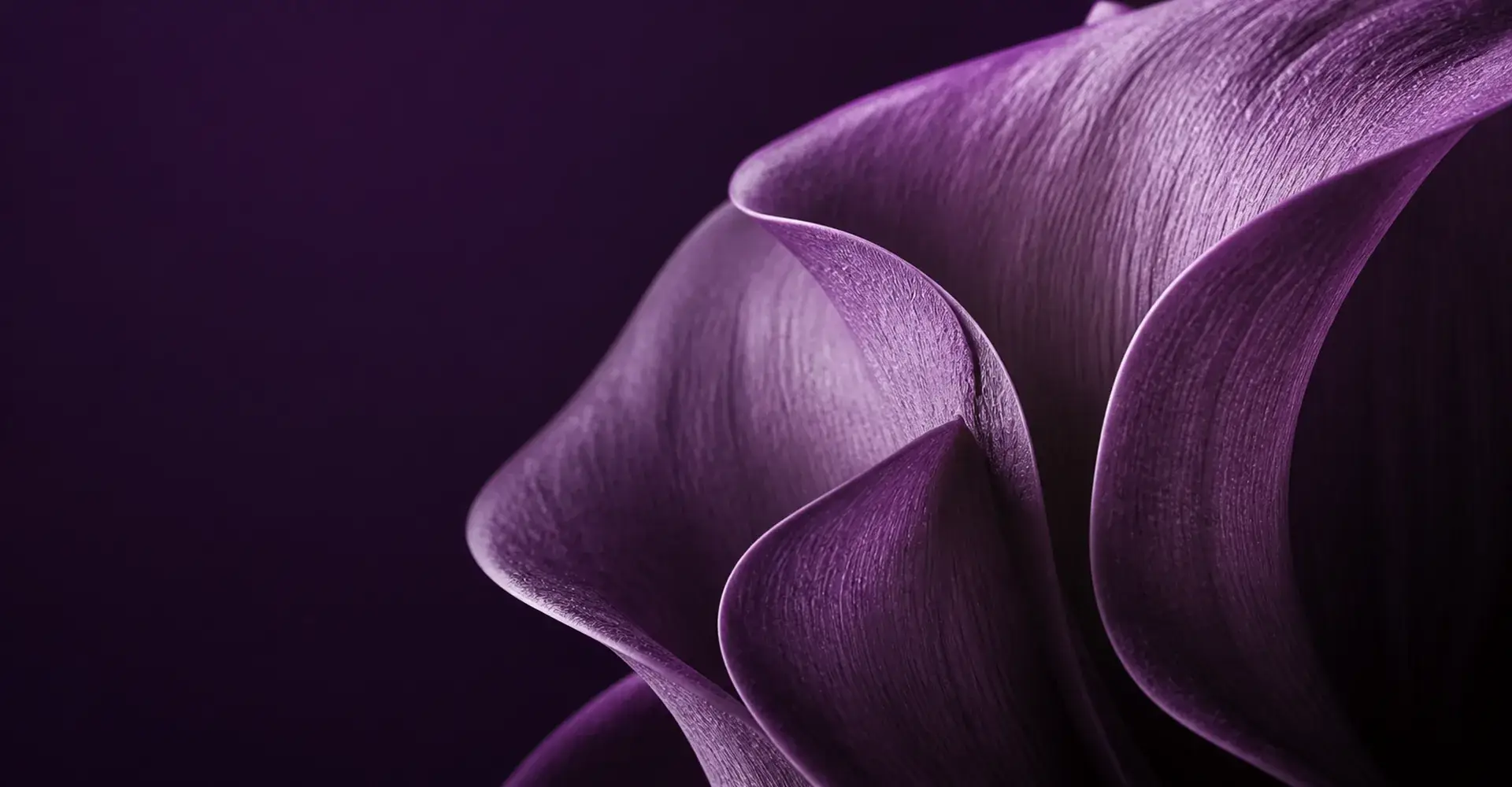 abstract violet sculptural petals
